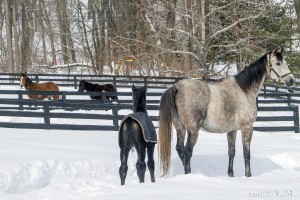 Ginger, Gus and fillies