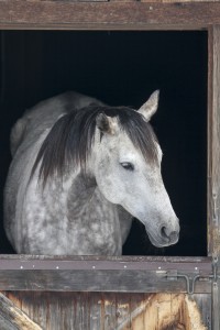 Vintage Mare and baby